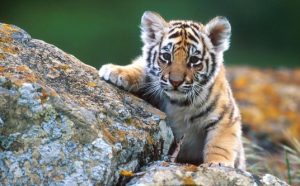 tiger day Images 2022