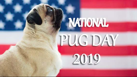 National Pug Day 2019