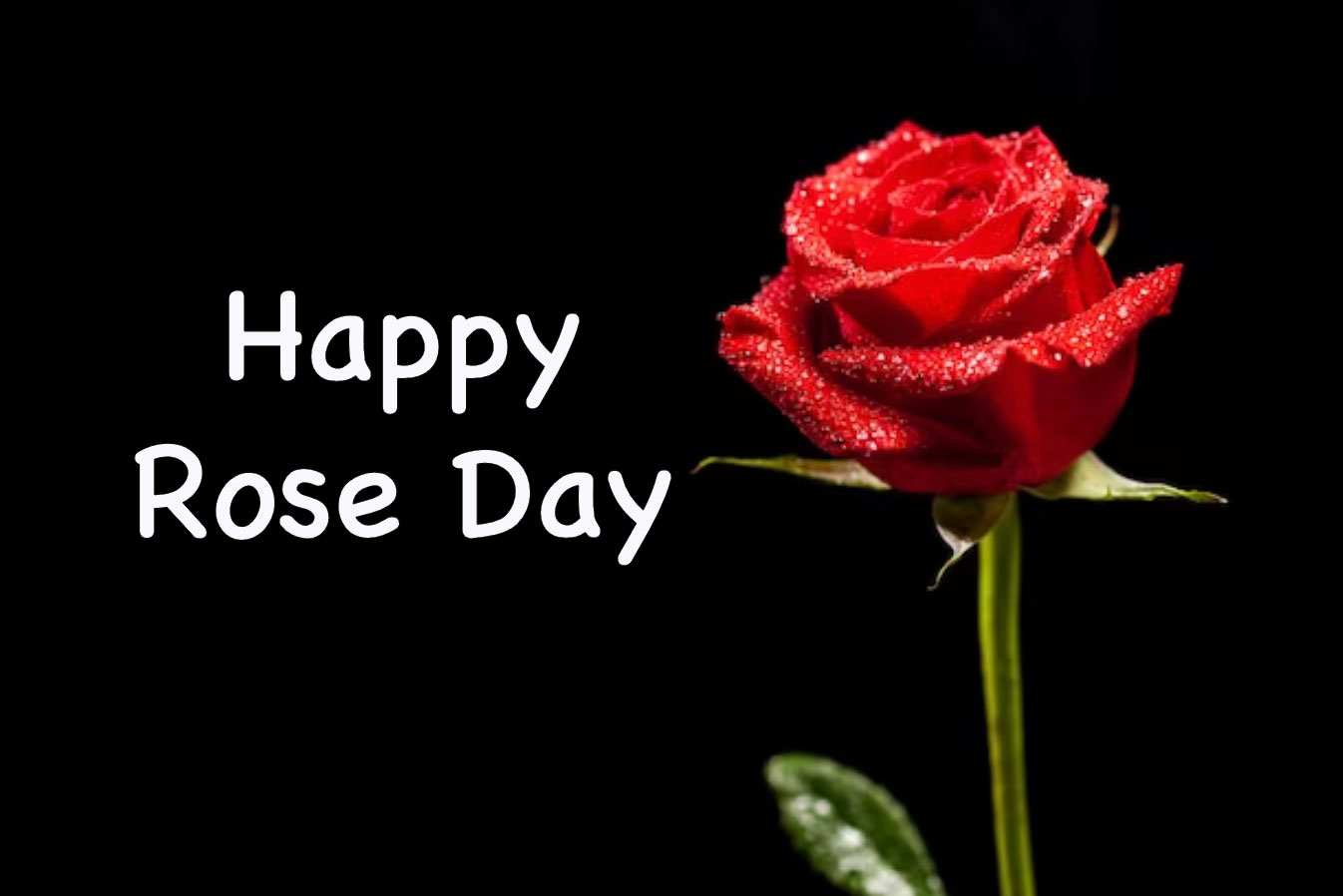 Happy Rose Day Images, Quotes, Shayari, Wishes, Status, Memes 2023 –  