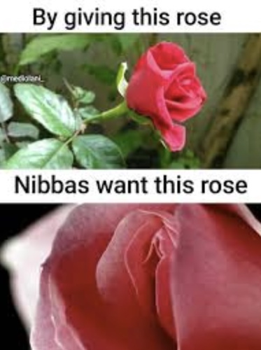 Funny Happy Rose Day Memes 2023 