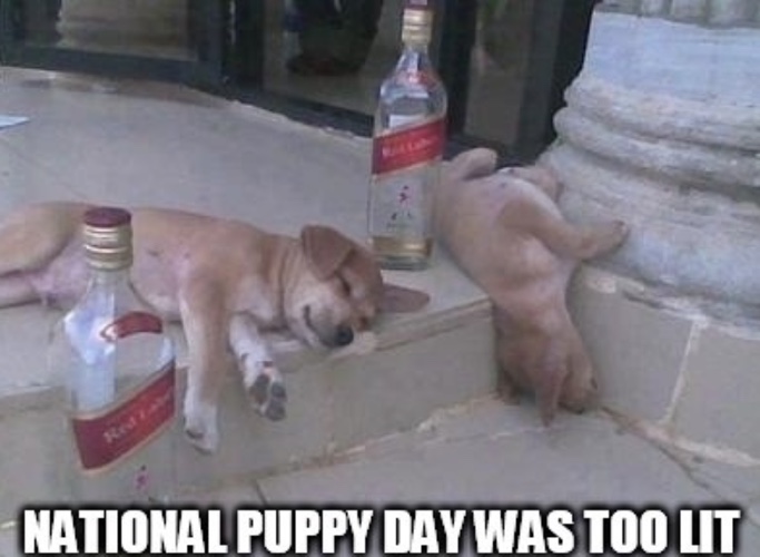 National Puppy Day  2023 Meme
